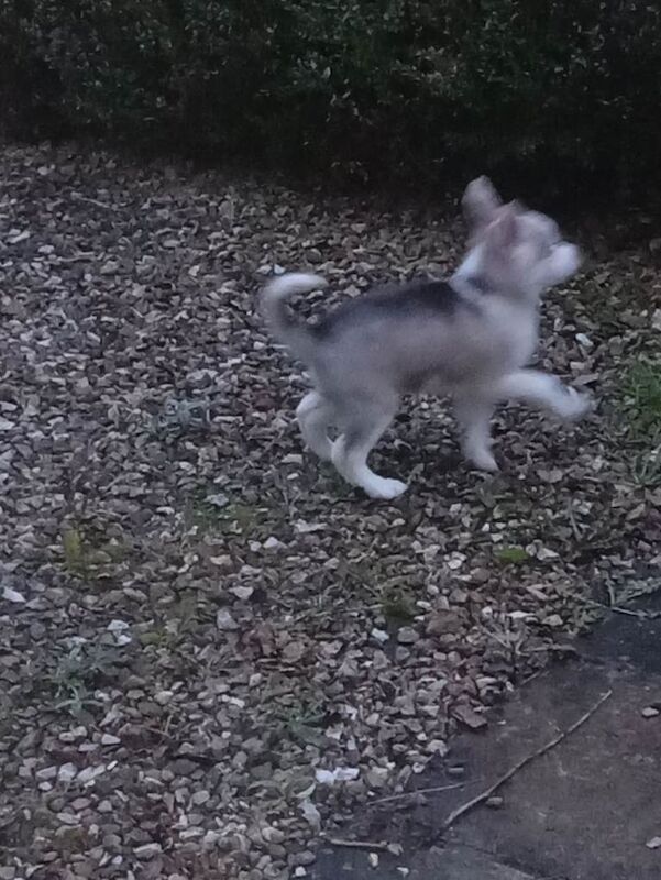Husky Puppies For Sale