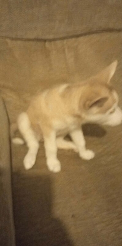 Siberian Husky puppies for sale in Hullbridge, Essex – 9 weeks old - Image 3 of 5