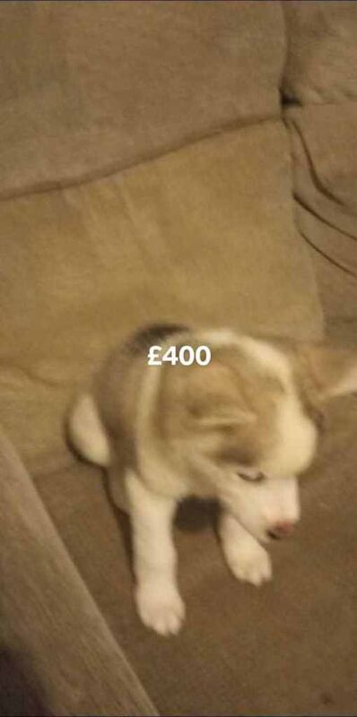 Siberian Husky puppies for sale in Hullbridge, Essex – 9 weeks old - Image 4 of 5