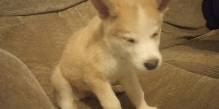 Siberian Husky puppies for sale in Hullbridge, Essex – 9 weeks old - Image 5 of 5