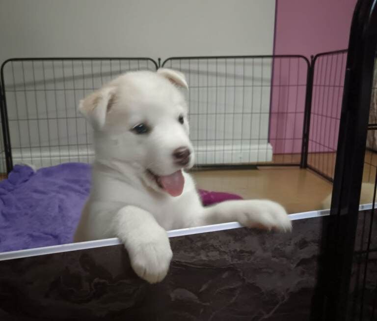 Siberian Husky puppies for sale in South Elmsall, West Yorkshire – 5 weeks old