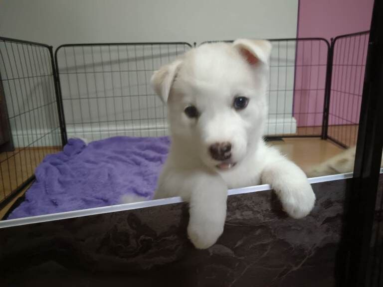 Siberian Husky puppies for sale in South Elmsall, West Yorkshire – 5 weeks old - Image 2 of 3