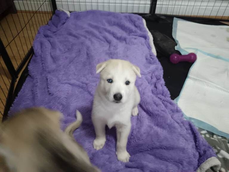 Siberian Husky puppies for sale in South Elmsall, West Yorkshire – 5 weeks old - Image 3 of 3