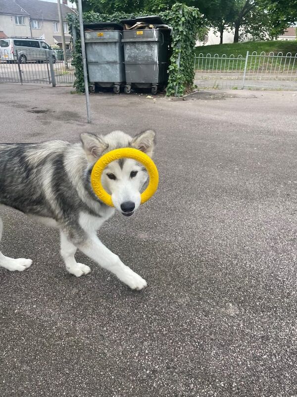 Siberian Husky puppies for sale in Coventry, West Midlands – 5 months old
