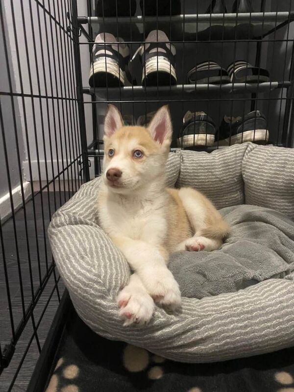 Siberian Husky puppies for sale in Newcastle upon Tyne, Tyne and Wear – 9 weeks old