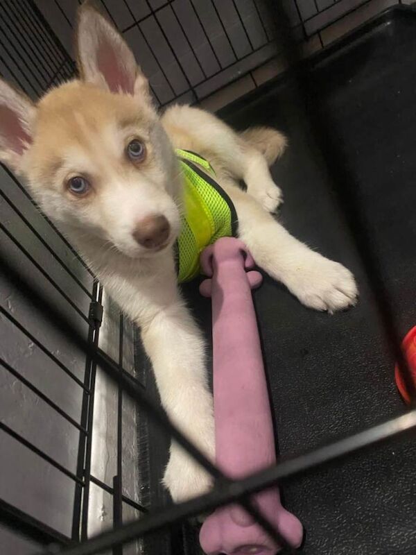 Siberian Husky puppies for sale in Newcastle upon Tyne, Tyne and Wear – 9 weeks old - Image 2 of 4