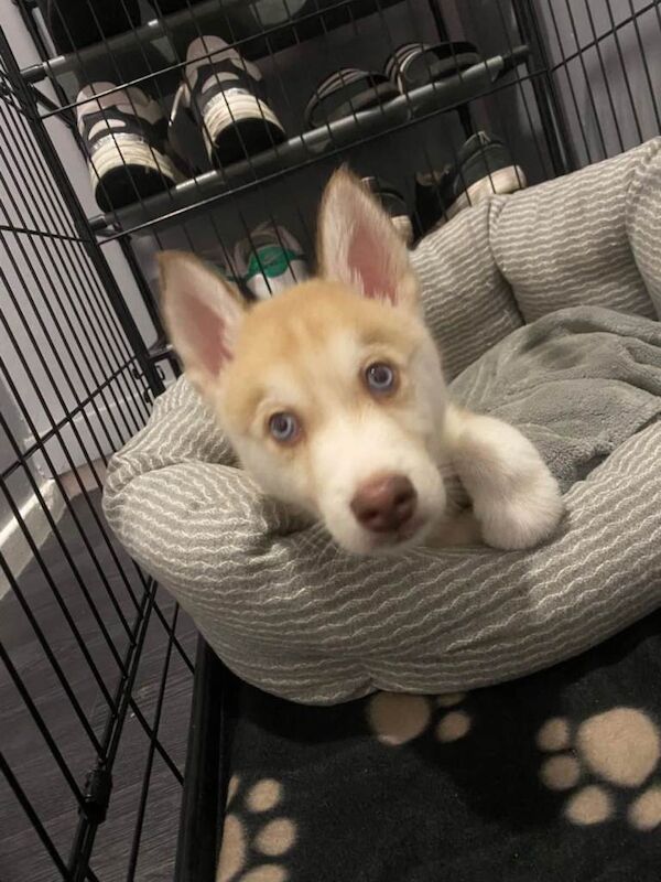 Siberian Husky puppies for sale in Newcastle upon Tyne, Tyne and Wear – 9 weeks old - Image 4 of 4