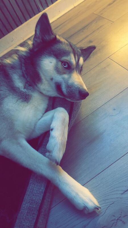 Siberian Husky puppies for sale in Middleton, Greater Manchester – 1 year old