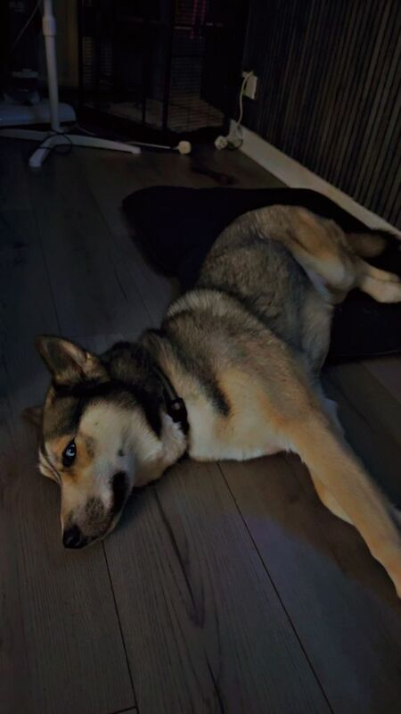 Siberian Husky puppies for sale in Middleton, Greater Manchester – 1 year old - Image 2 of 3