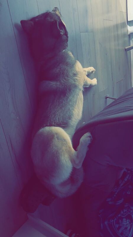 Siberian Husky puppies for sale in Middleton, Greater Manchester – 1 year old - Image 3 of 3