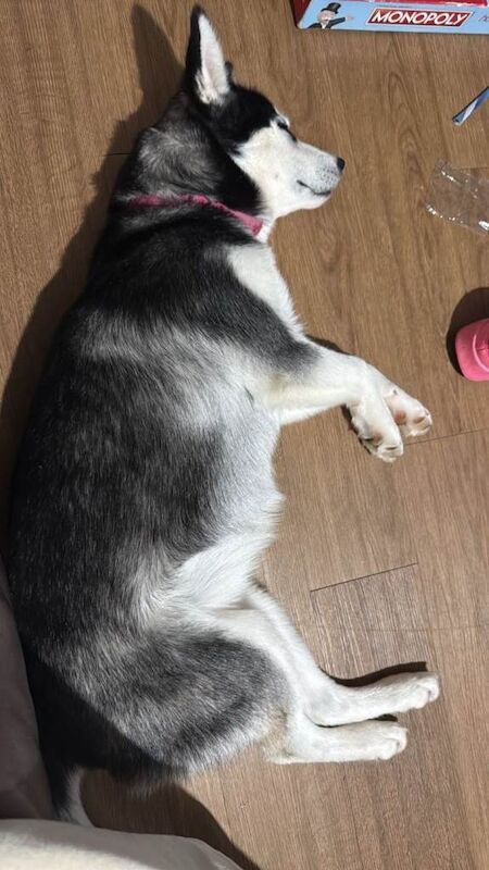 Siberian Husky puppies for sale in Salisbury, Wiltshire – 7 months old