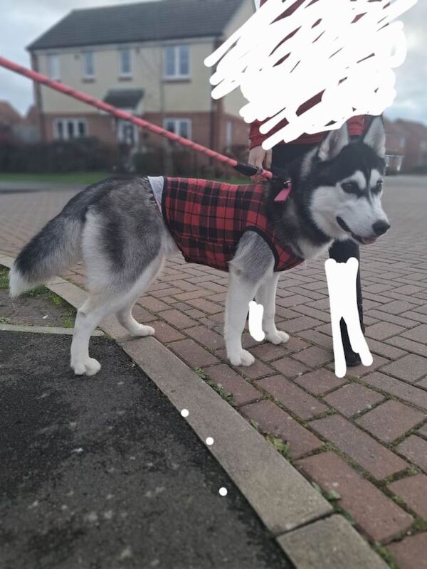 Siberian Husky puppies for sale in Salisbury, Wiltshire – 7 months old - Image 2 of 2