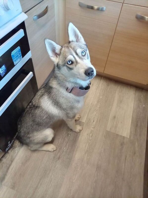 Husky