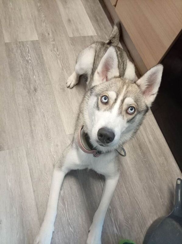 Husky - Image 2 of 2