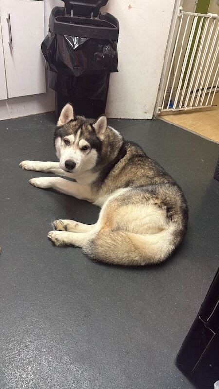 husky - Image 2 of 3