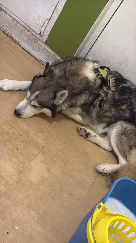 husky - Image 3 of 3