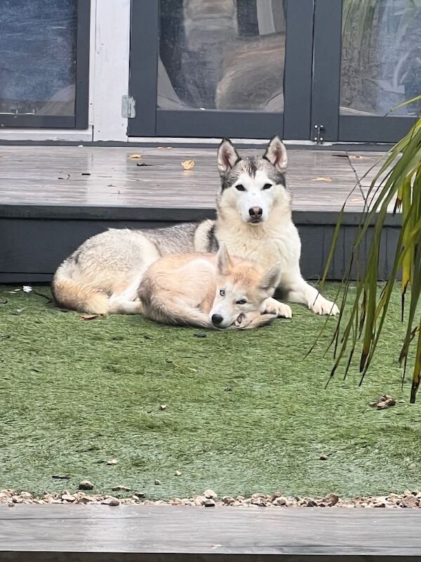 Husky Puppies For Sale