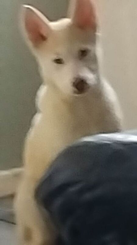 Husky