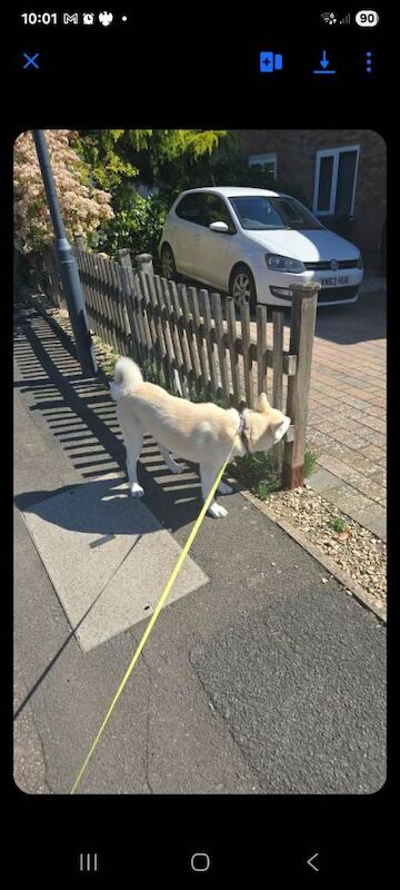 Husky - Image 2 of 3