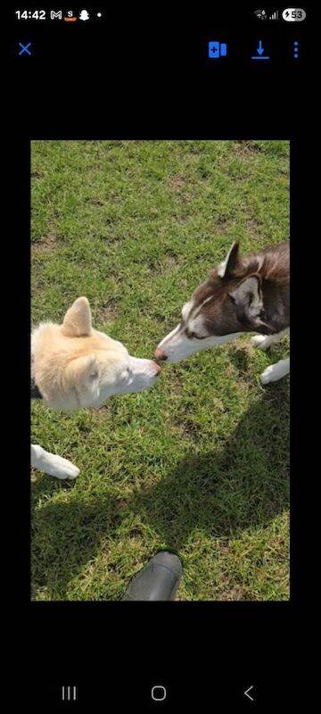 Husky - Image 3 of 3