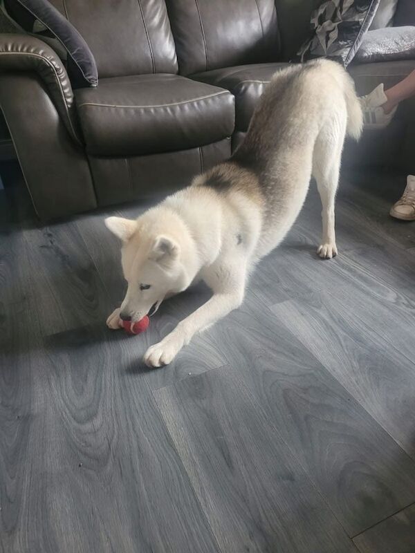 Siberian Husky Puppies For Sale Under £1,000