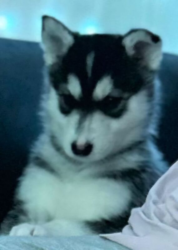 Husky/border collie puppies for sale in Bridgend, Aberdeenshire