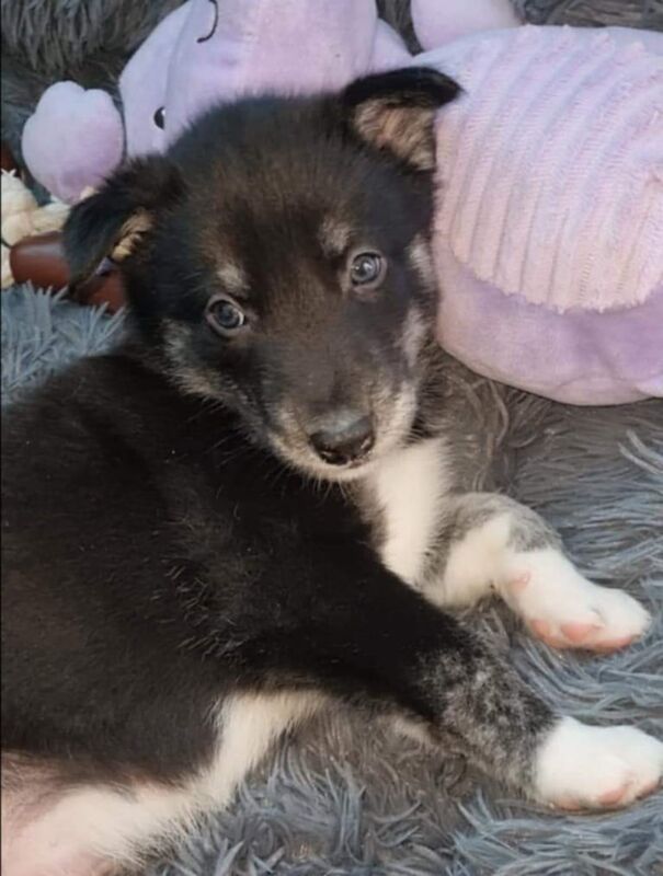 Husky/border collie puppies for sale in Bridgend, Aberdeenshire - Image 2