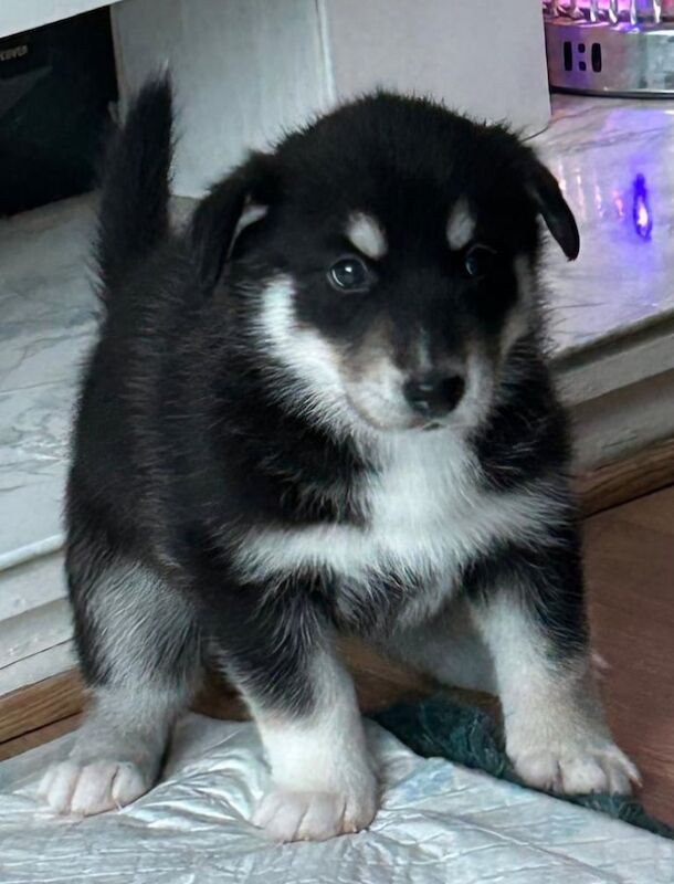Husky/border collie puppies for sale in Bridgend, Aberdeenshire | Image 3