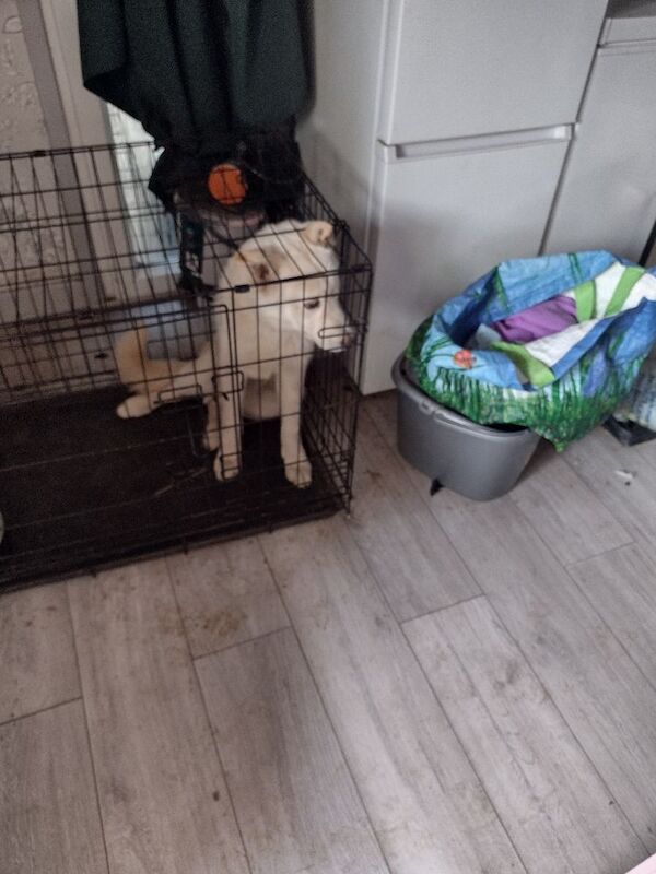 Husky Puppies For Sale
