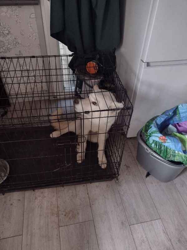 Husky called snowey - Image 2 of 7