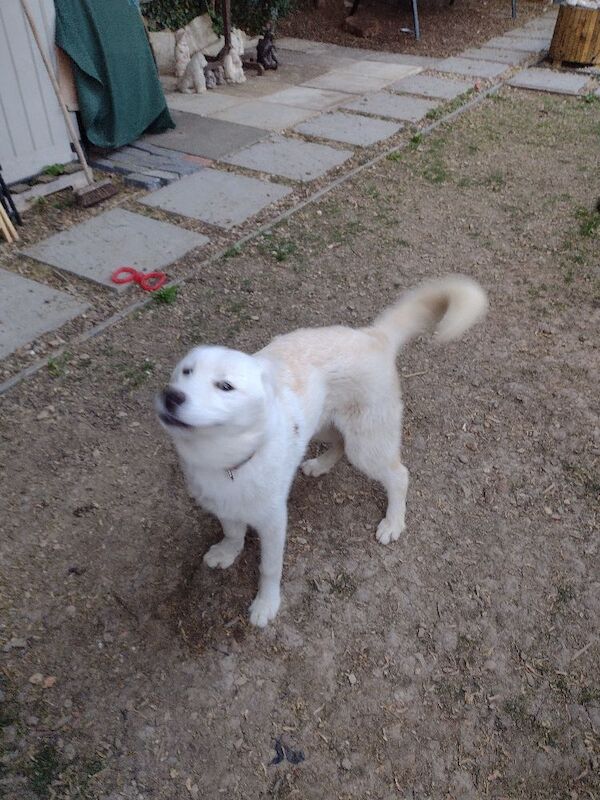 Husky called snowey - Image 3 of 7