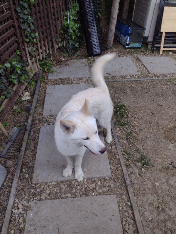 Husky called snowey - Image 4 of 7