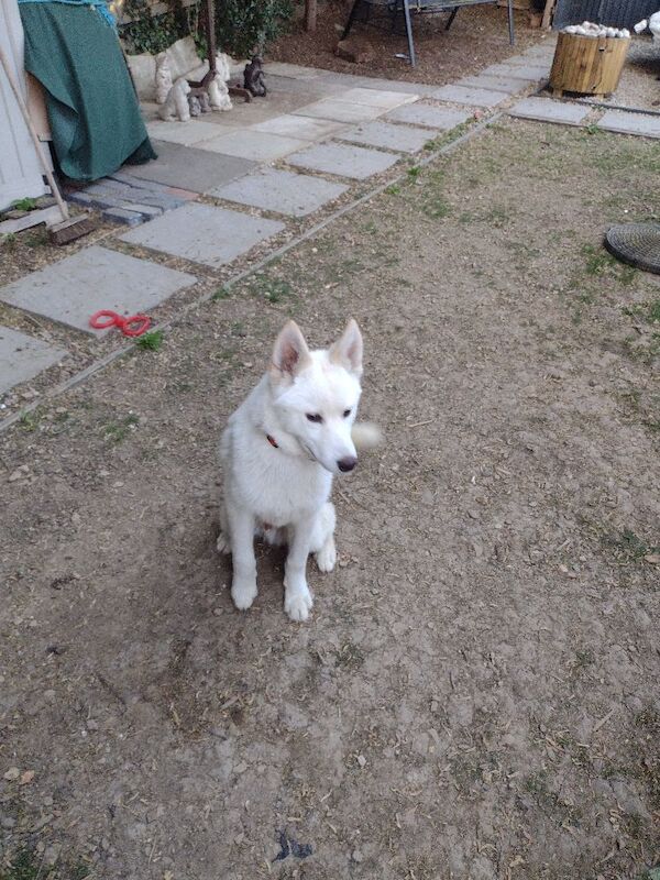 Husky called snowey - Image 6 of 7
