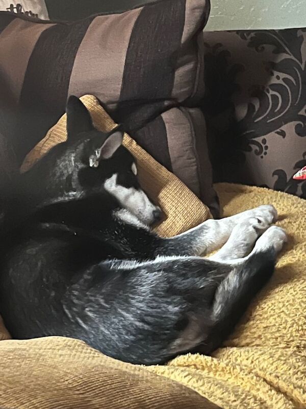 Siberian Husky puppies for sale in Perth, Perth and Kinross – 8 months old