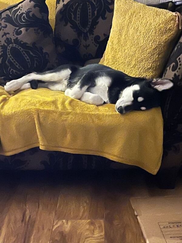 Siberian Husky puppies for sale in Perth, Perth And Kinross – 8 months old - Image 3 of 6