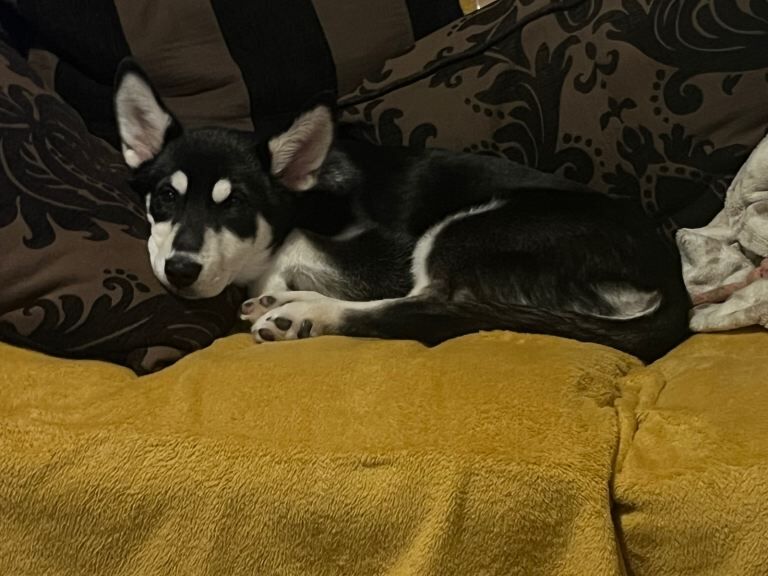 Siberian Husky puppies for sale in Perth, Perth And Kinross – 8 months old - Image 4 of 6