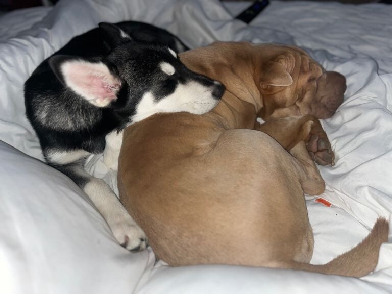 Siberian Husky puppies for sale in Perth, Perth And Kinross – 8 months old - Image 5 of 6