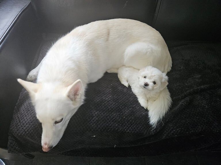 Siberian Husky puppies for sale in Havant, Hampshire – 3 years old