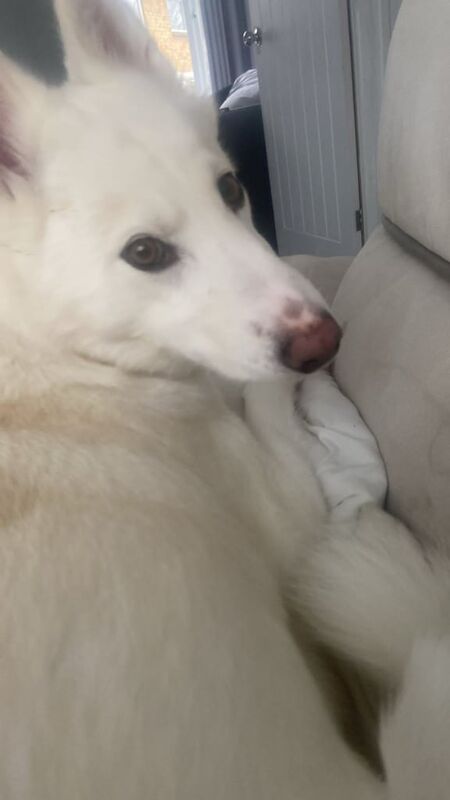 Siberian Husky puppies for sale in Havant, Hampshire – 3 years old - Image 2 of 3
