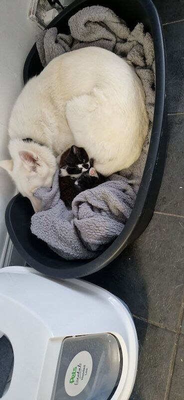 Siberian Husky puppies for sale in Havant, Hampshire – 3 years old - Image 3 of 3