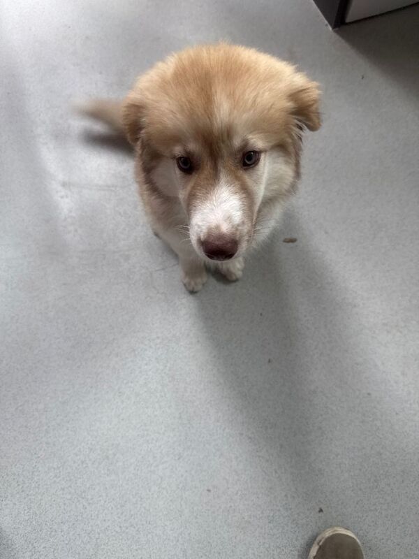 Husky cross border collie pup 13 week old