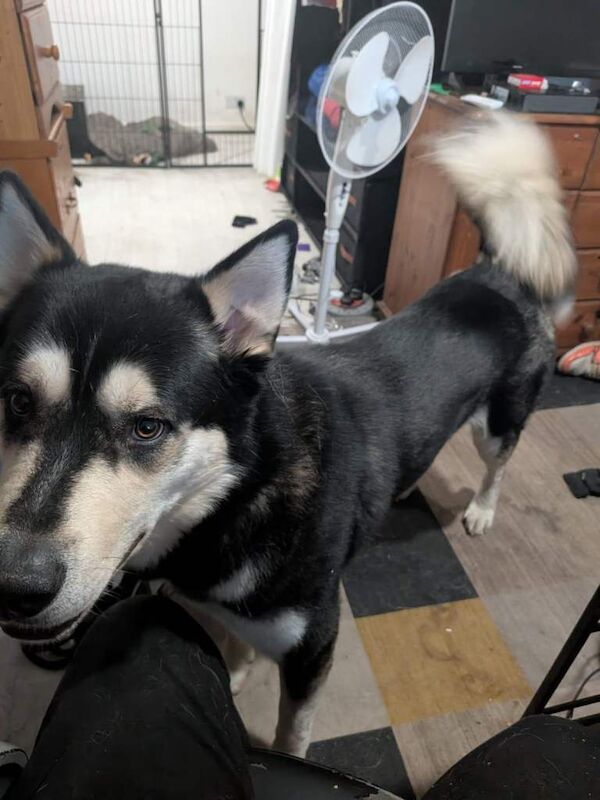 Siberian Husky Puppies For Sale Under £1,000