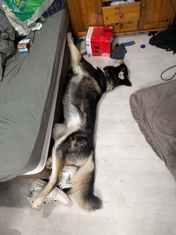 Husky cross german shepard, gershepski - Image 2 of 4