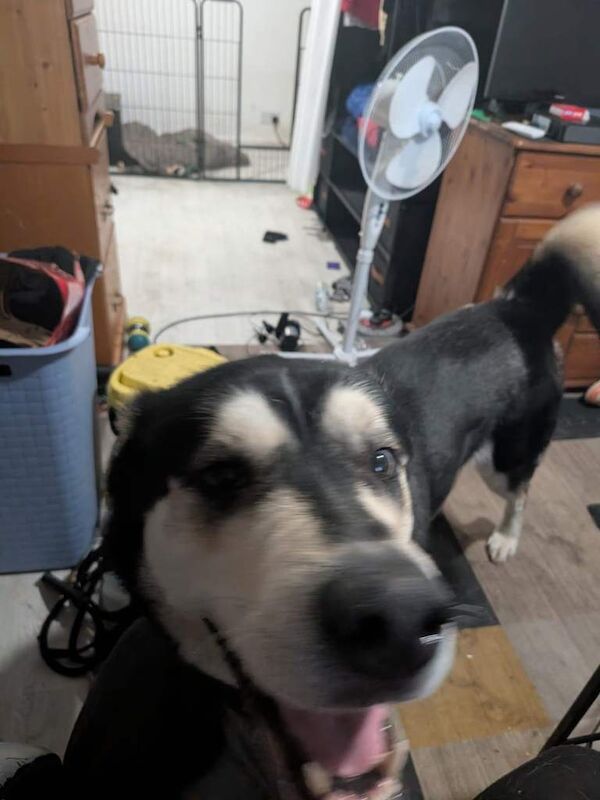 Husky cross german shepard, gershepski - Image 4 of 4