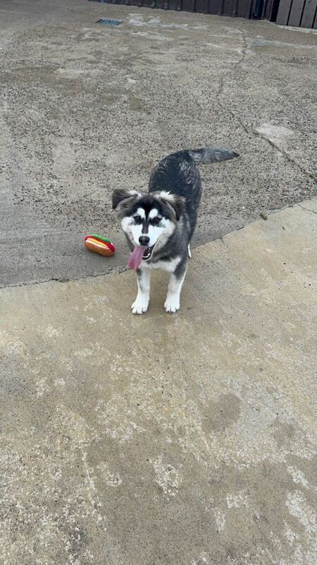 Siberian Husky puppies for sale in Dungannon, County Tyrone – 5 months old - Image 2 of 2