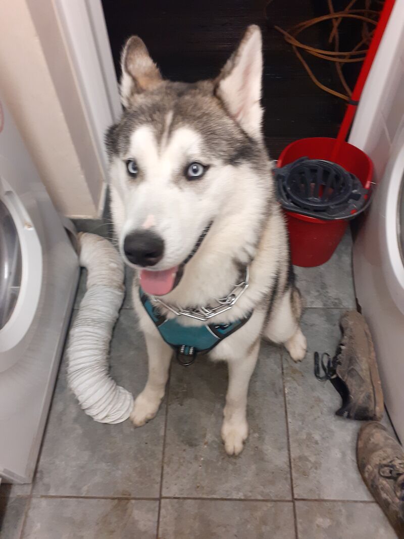 Husky Cross malamute for sale in Hampshire | Image 2