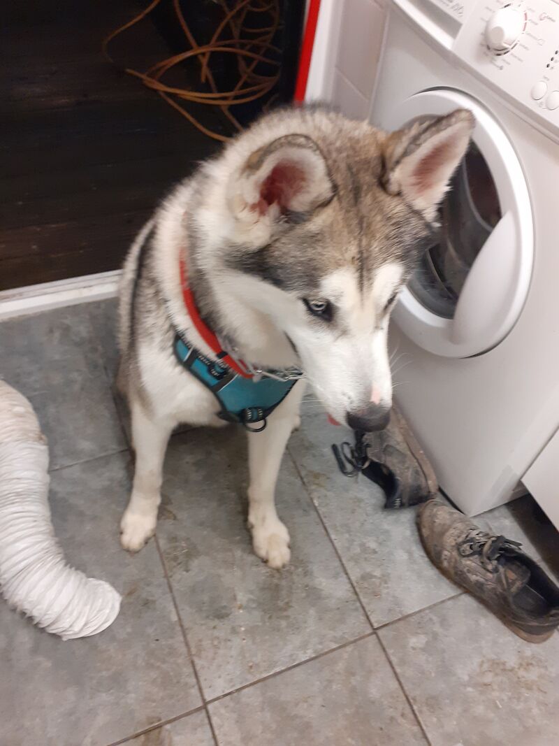 Husky Cross malamute for sale in Hampshire | Image 3