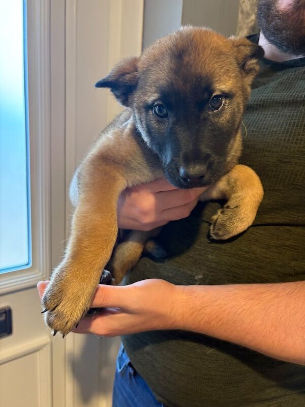 Siberian Husky puppies for sale in Dawley, Shropshire – 9 weeks old - Image 3 of 3
