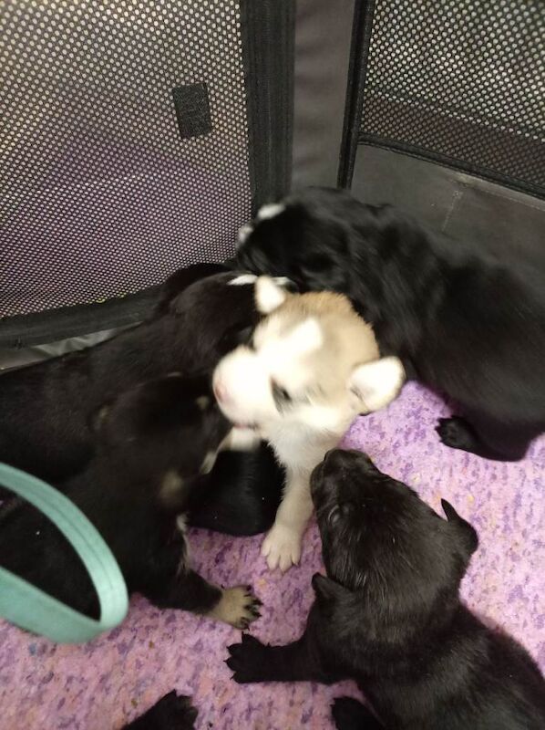 Husky Puppies For Sale