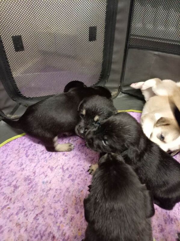 Siberian Husky puppies for sale in Thetford, Norfolk – 4 weeks old - Image 2 of 4